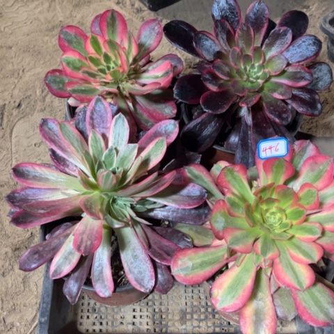 446多肉植物组合