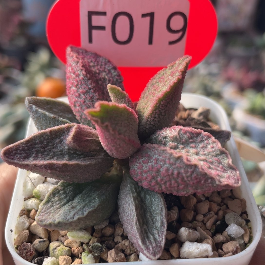     粉红猪肝。 F019。  