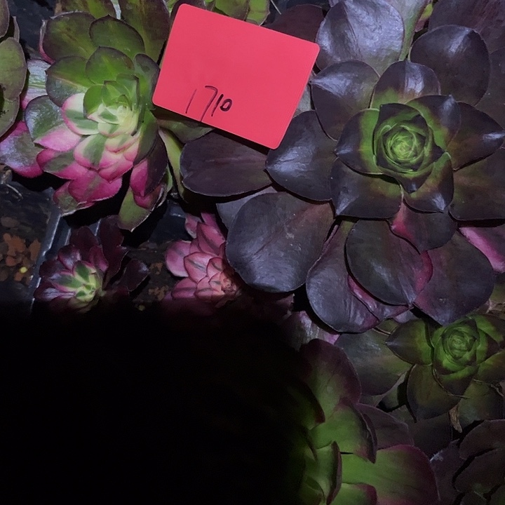 欭***惗2颗多肉植物保护专业1710