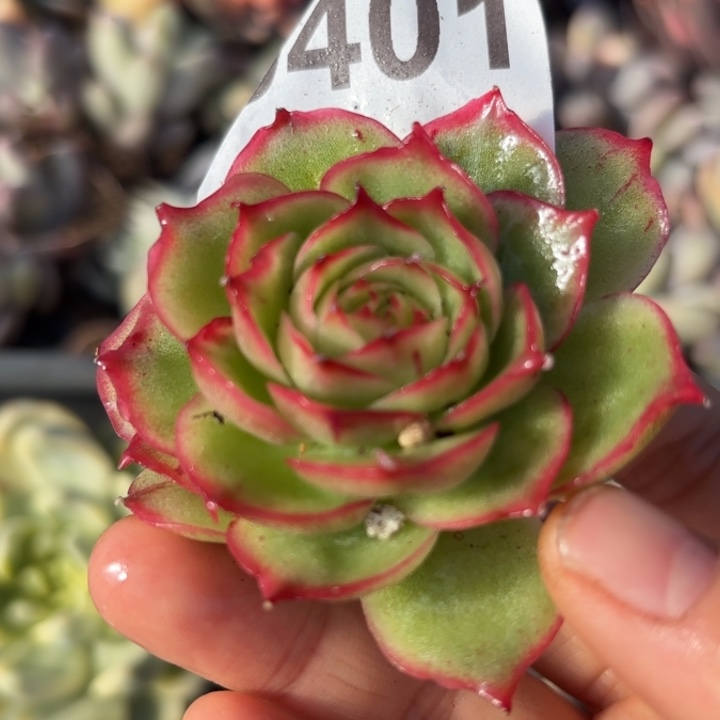 侧影多肉植物满18包邮当场凑单