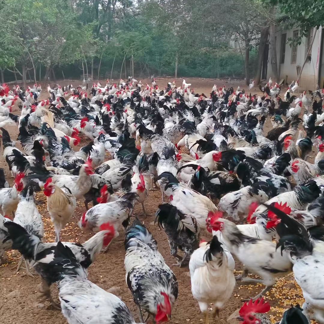 1宠物脱温花冠单冠鹊山顺丰发货包邮