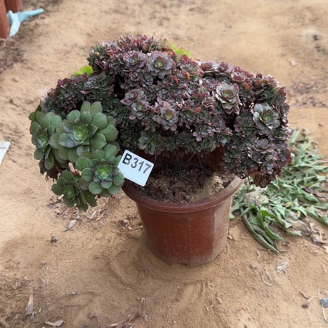 317万朵朵有侧修一颗