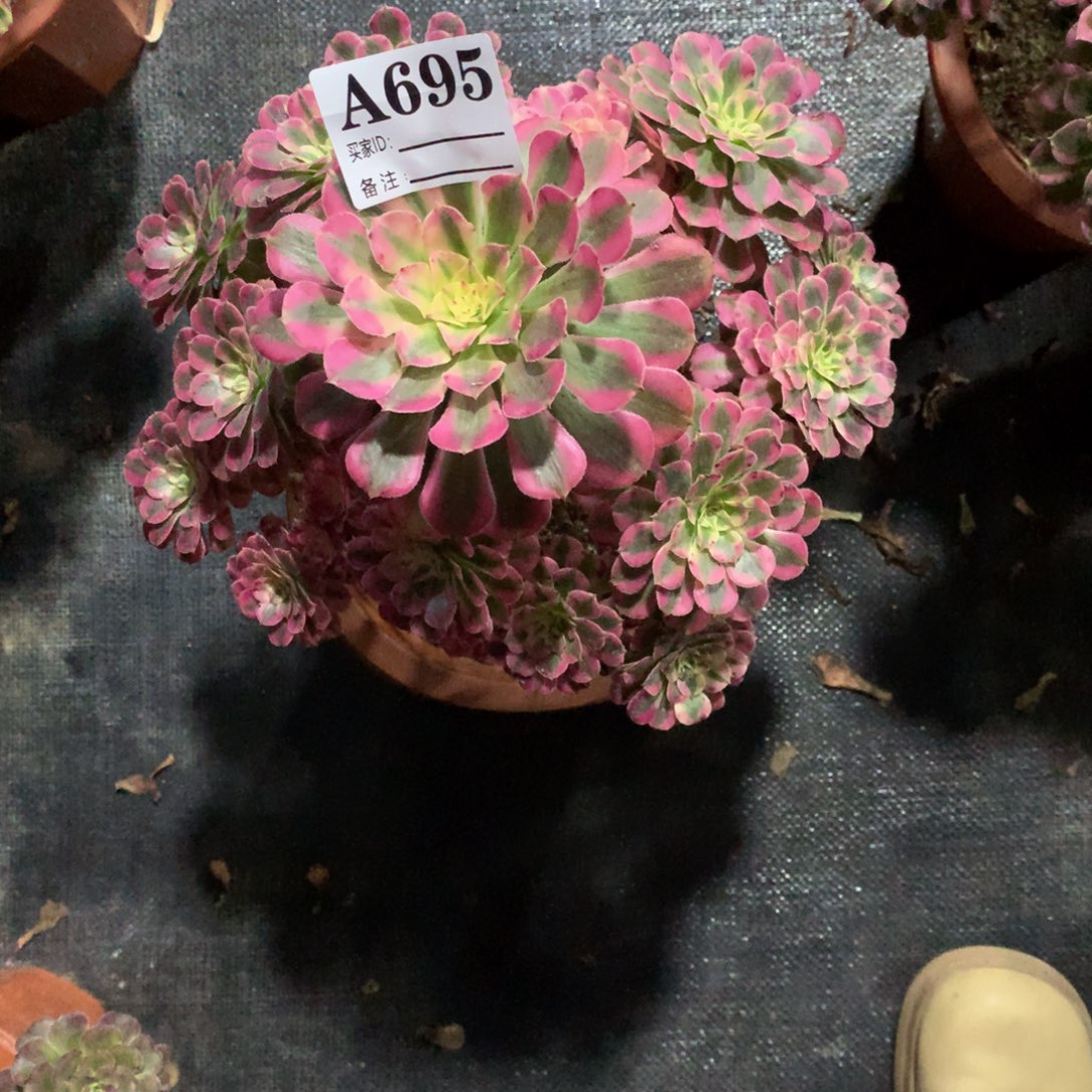 红同白695法师多肉植物380000000