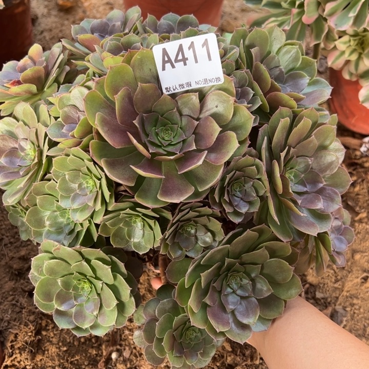 万圣节多肉植物411.