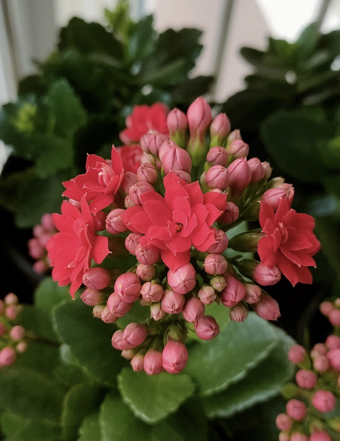 【阿玛朵】【中国红】130杯长寿花（任意两单起发）