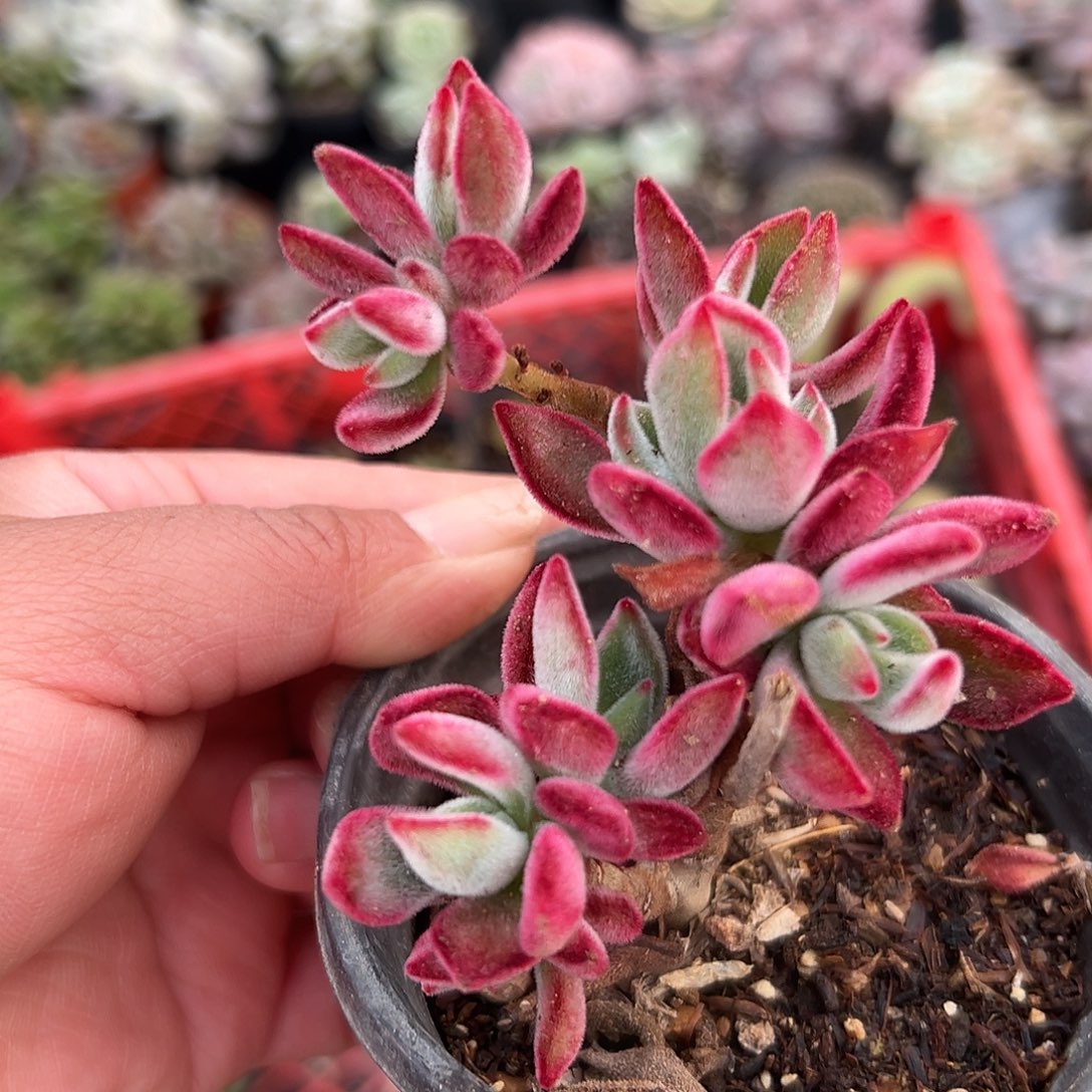 多肉植物多肉植物