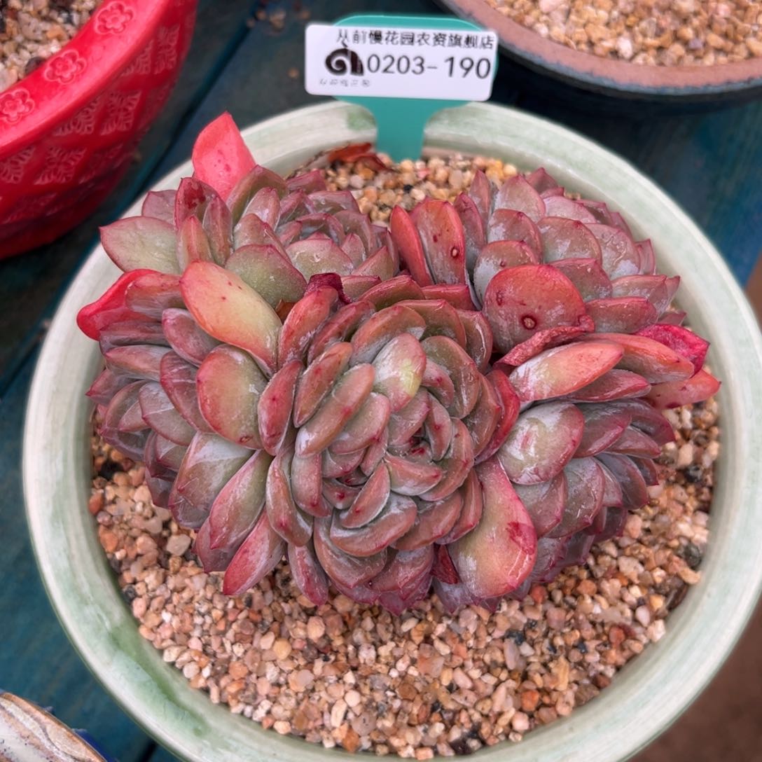 多肉一物一拍0203-190