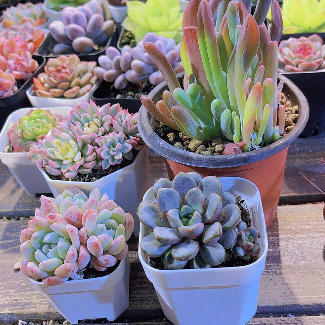 女雏锦。火狐狸。刚毅。葡萄