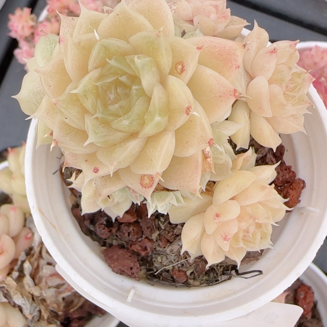 ****空花语多肉1227-149散