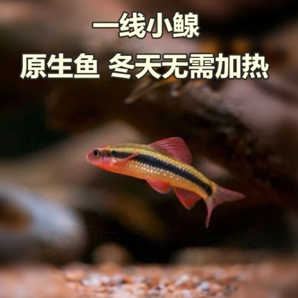 江西小鳈溪流鱼皮实耐养小型观赏鱼