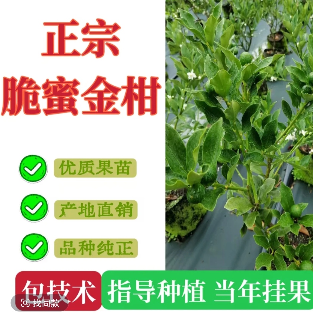 正宗脆蜜金柑盆栽一年生不带果