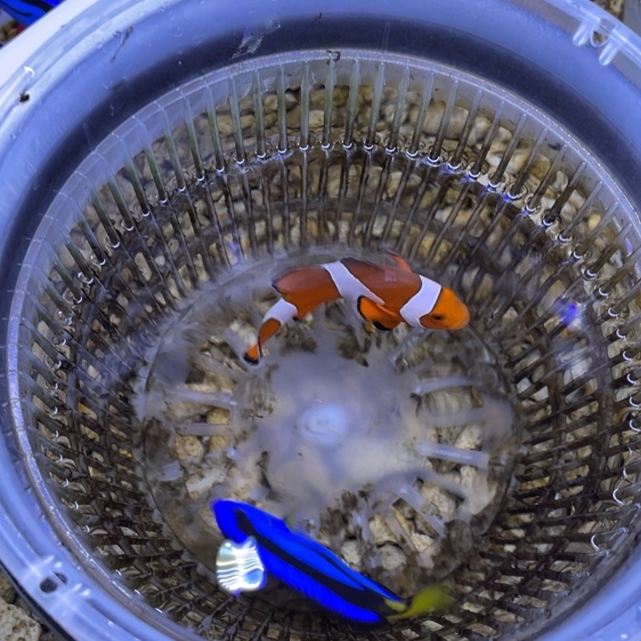 海水鱼巴东公子一条