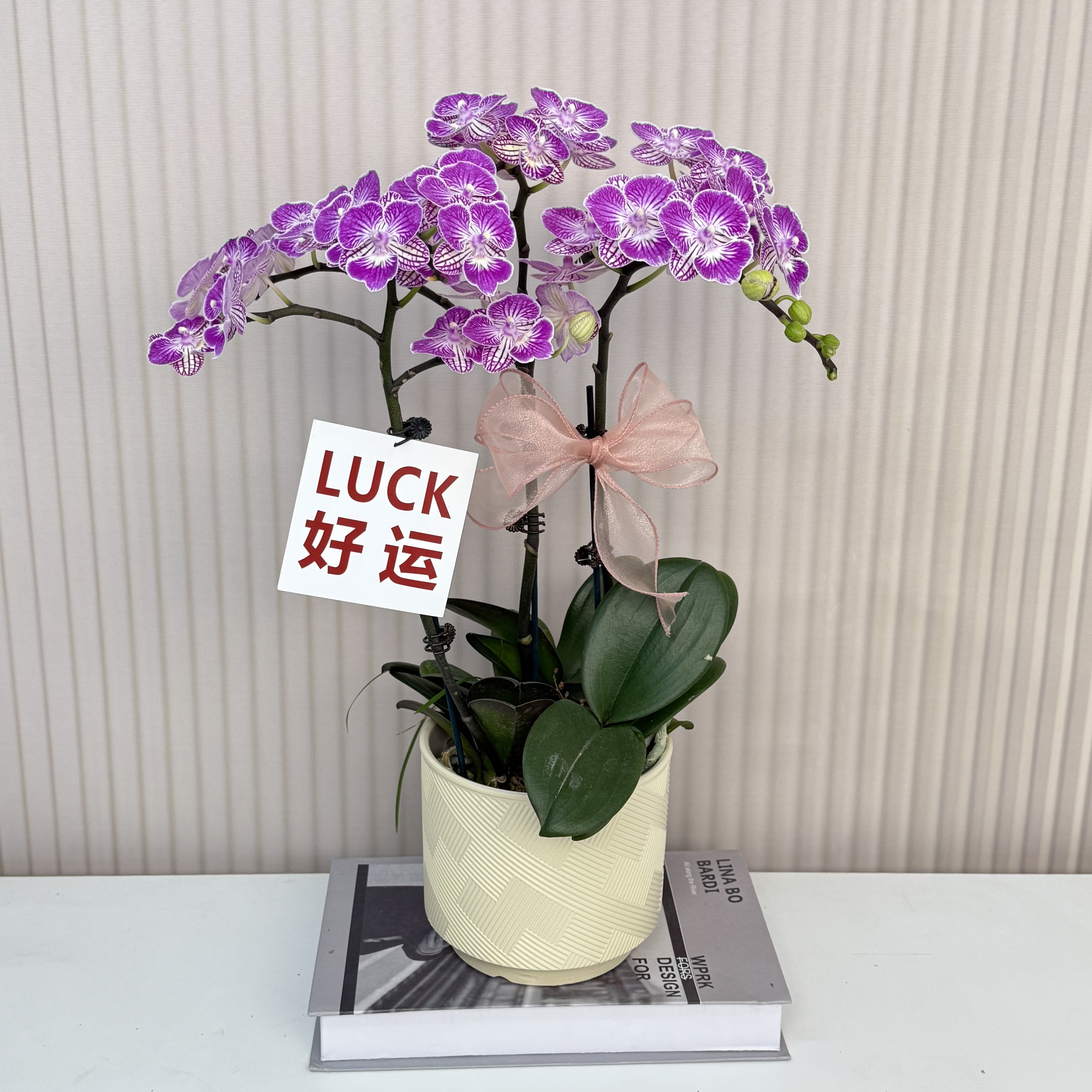 【可爱猫】蝴蝶兰  紫色中小花型  室内花精品 源头基地直发