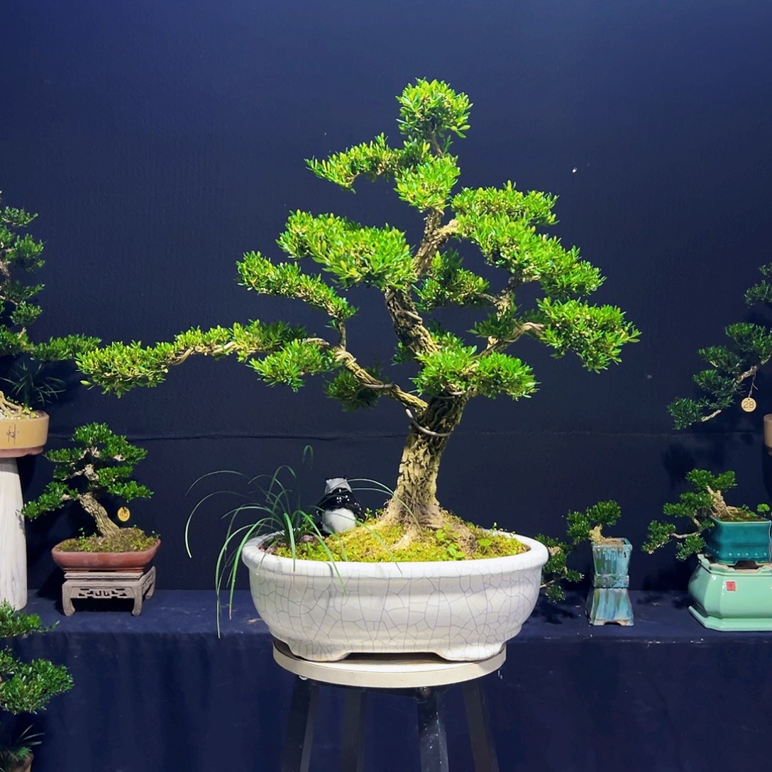 无花朵黄杨木      