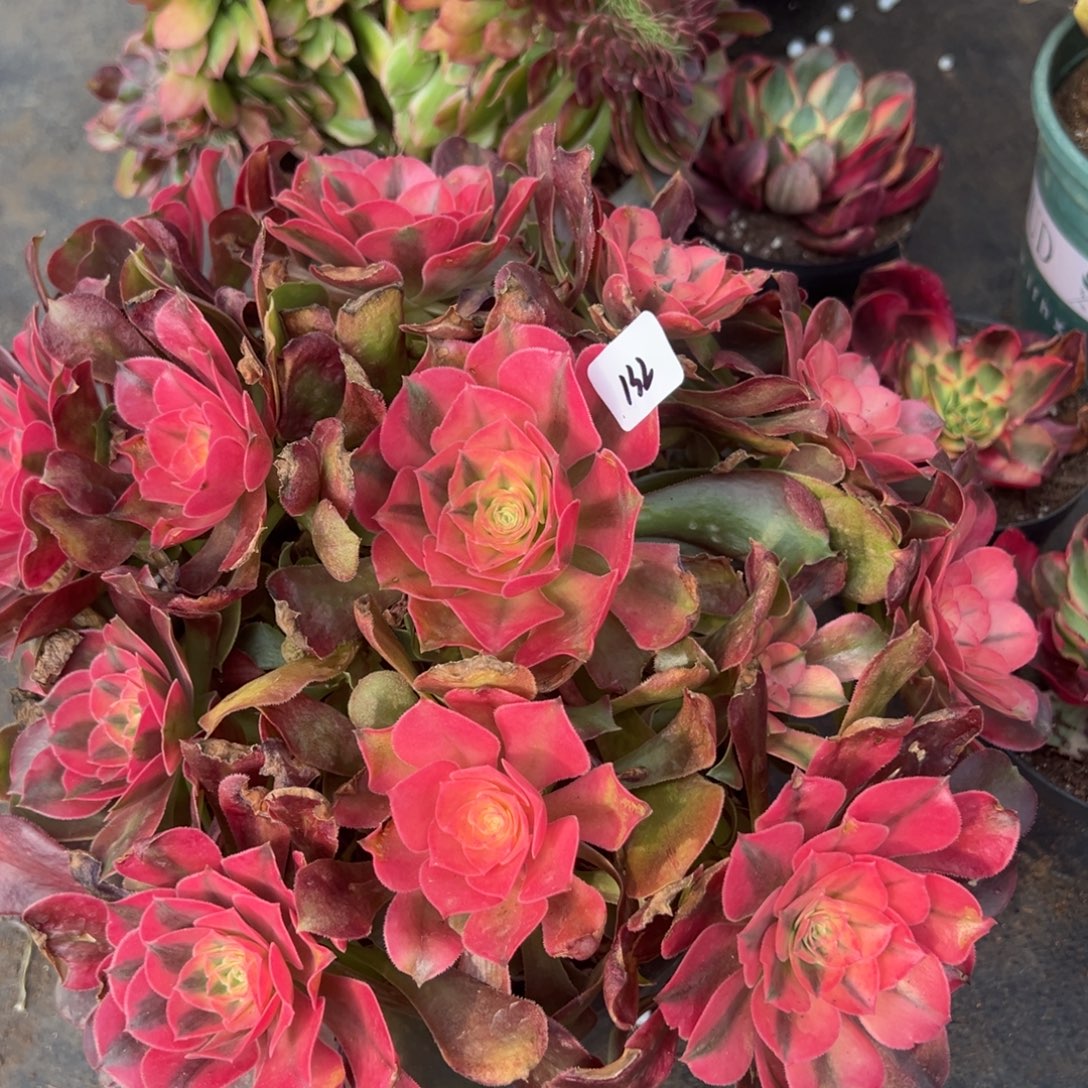 132张飞多肉嘻嘻嘻