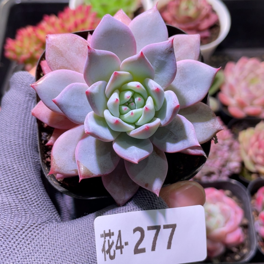 花利美4-277粉蓝鸟