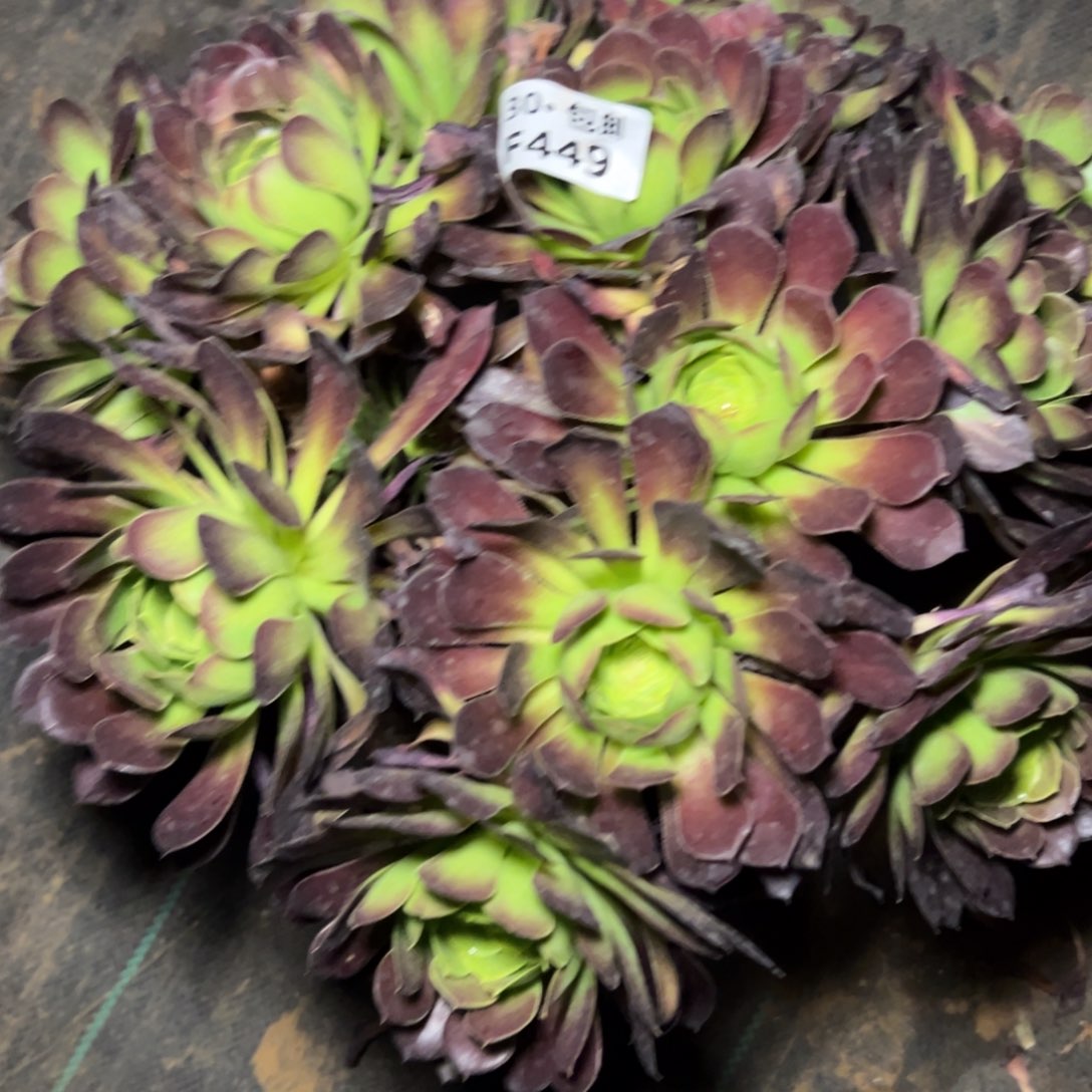 449冰铜，满20包邮丛林