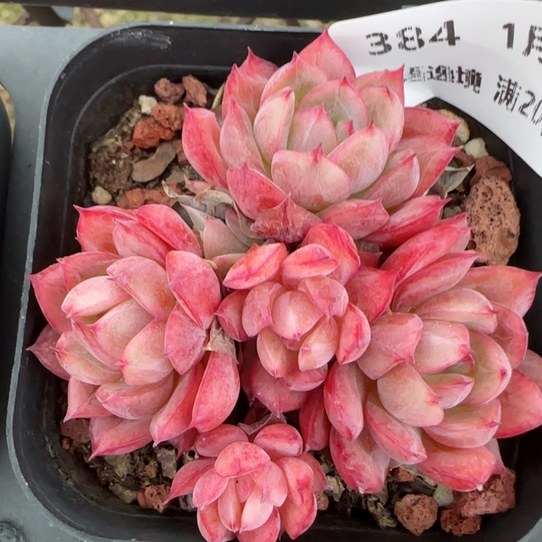 花语逸镜0129-384