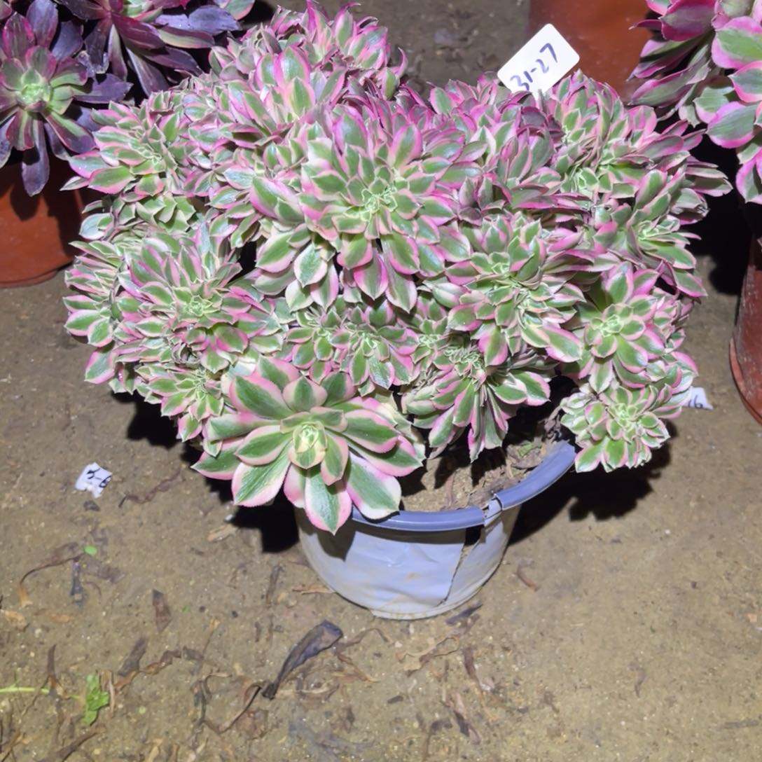 12-31-27粉女巫缀化