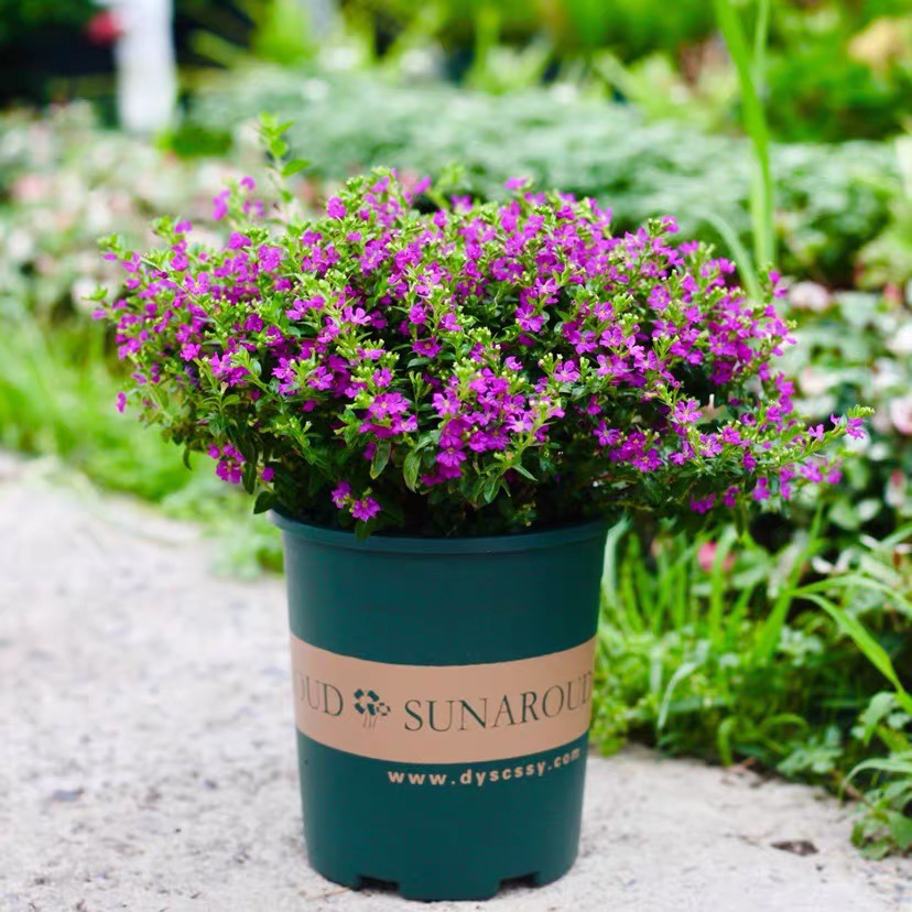 【两加仑丛生】满天星盆栽带花苞四季开花不断适合室内室外观赏好养