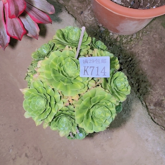 714翡翠琉璃多肉植物