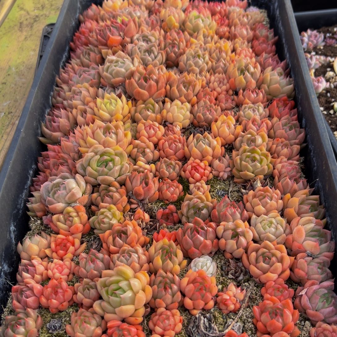 032多肉葡萄领导人的接见