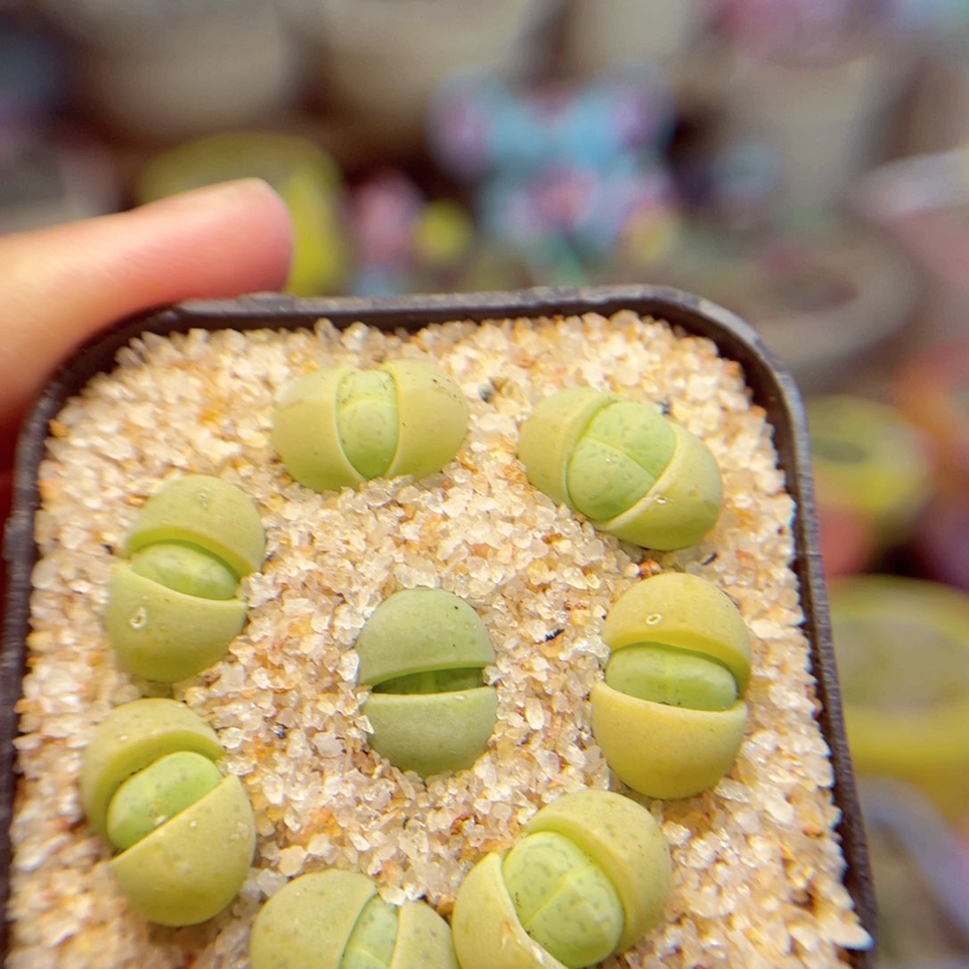 161。888888888888888