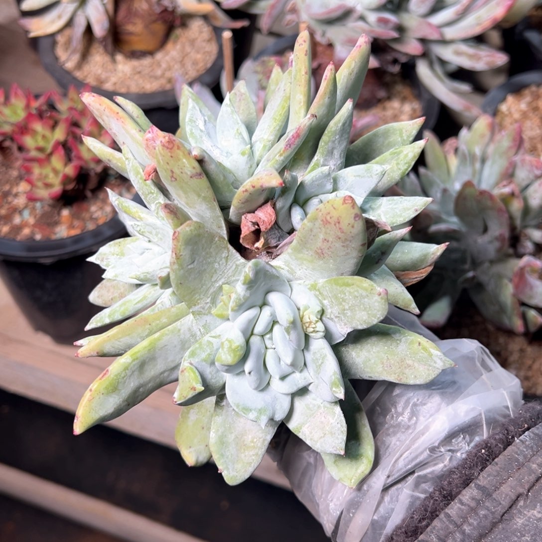 7090哈哈哈哈哈哈哈哈哈