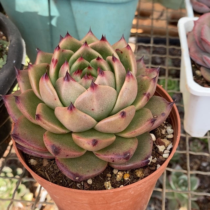 D975 直播福利东云