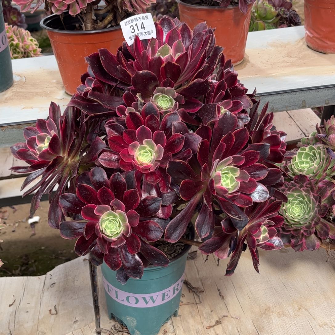 314金丝雀多肉植物法师