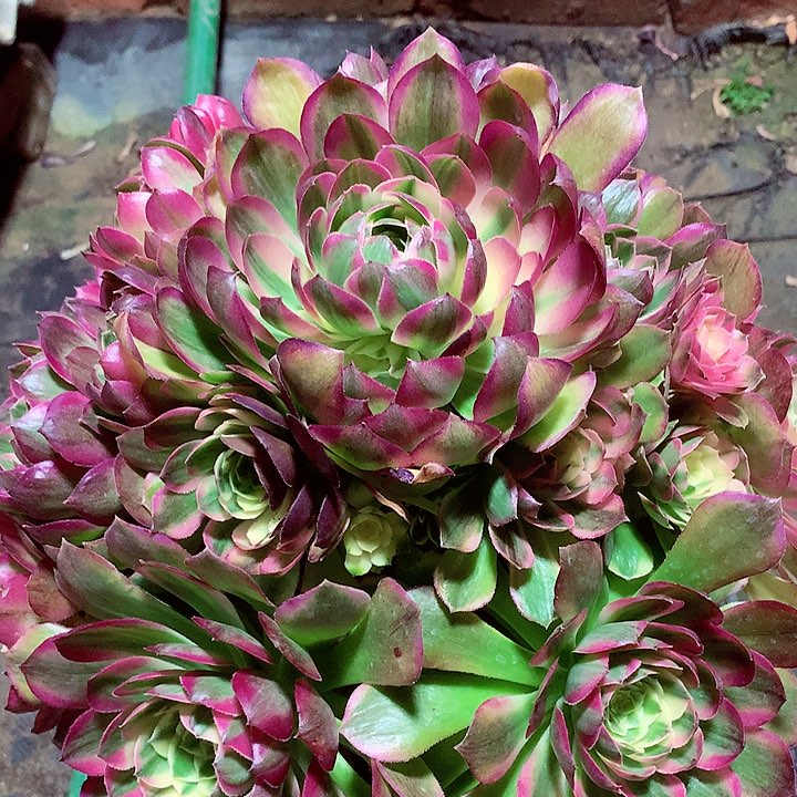 海王捧花，多肉植物