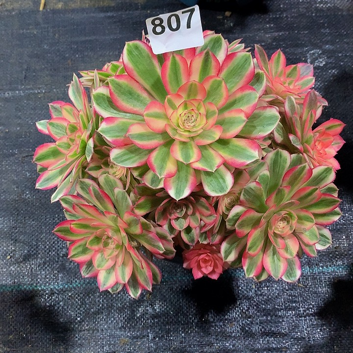 英***6法师倾城80700000