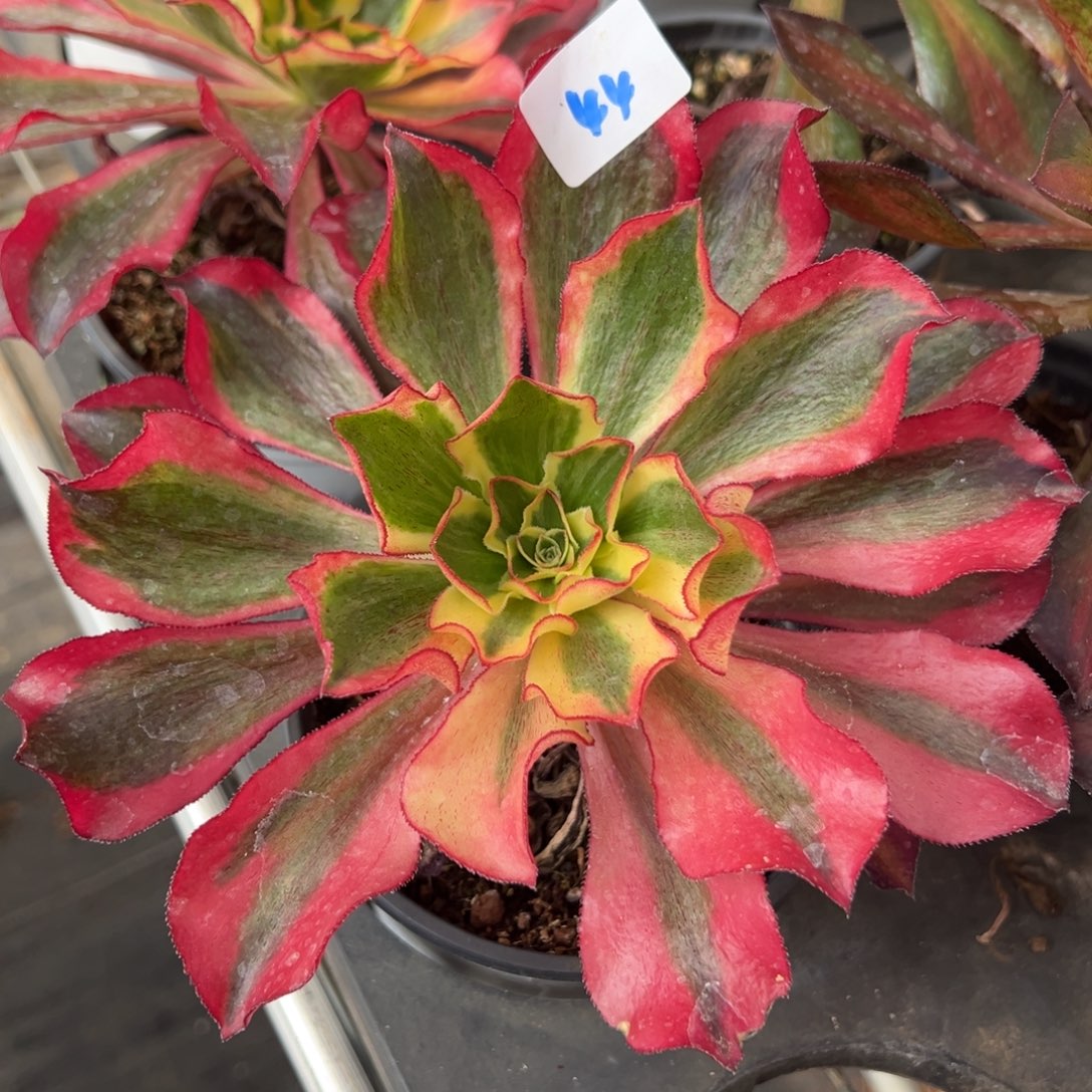 44魅影一颗花脸多肉12.8