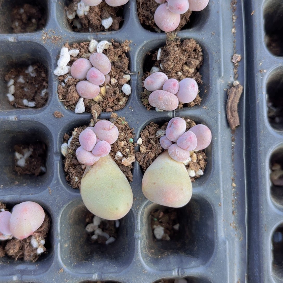 Mike奶单头一颗量拍111