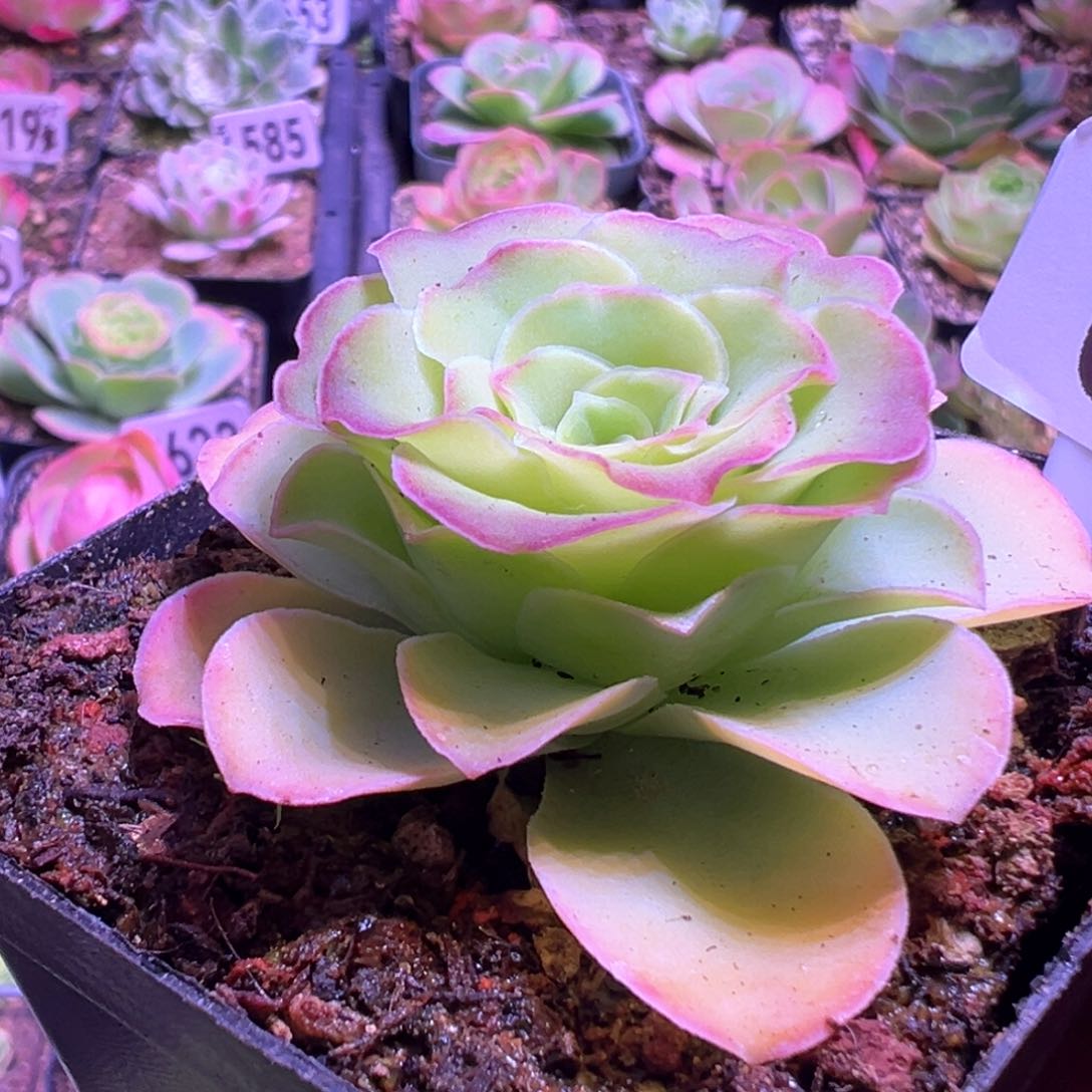 墨幽676山地玫瑰多肉