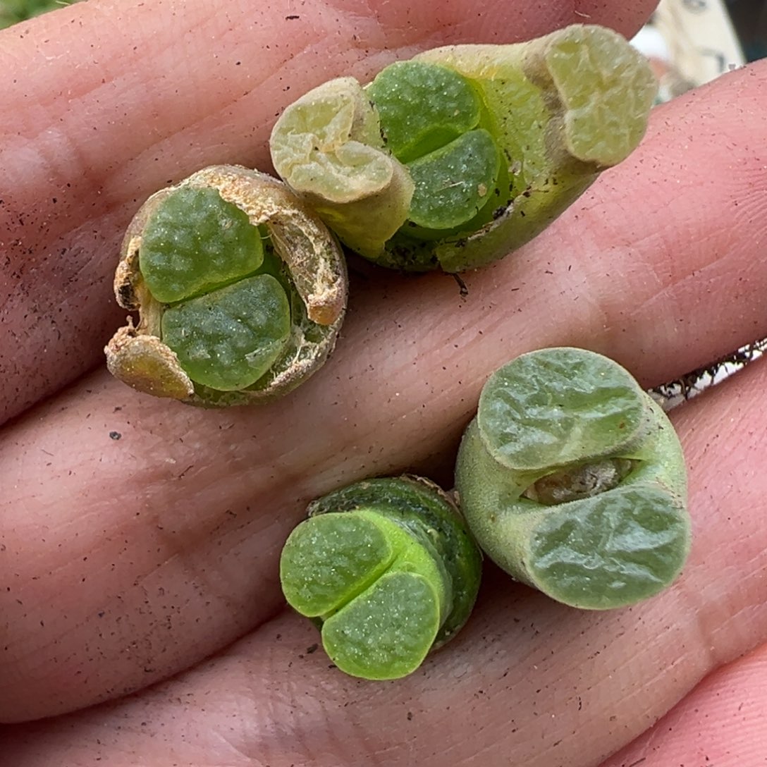 3.9好看的多肉脱土发货714