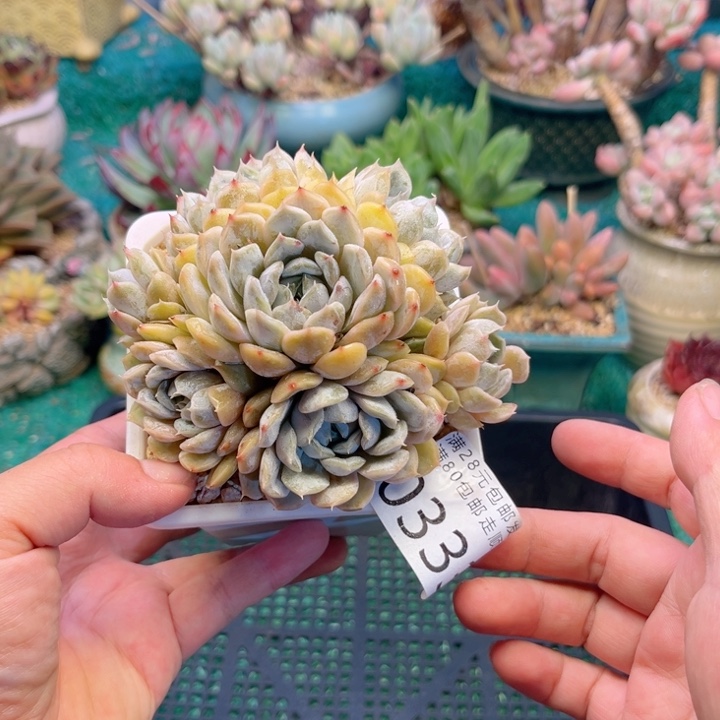 大0333:？xvcvcbvbbb