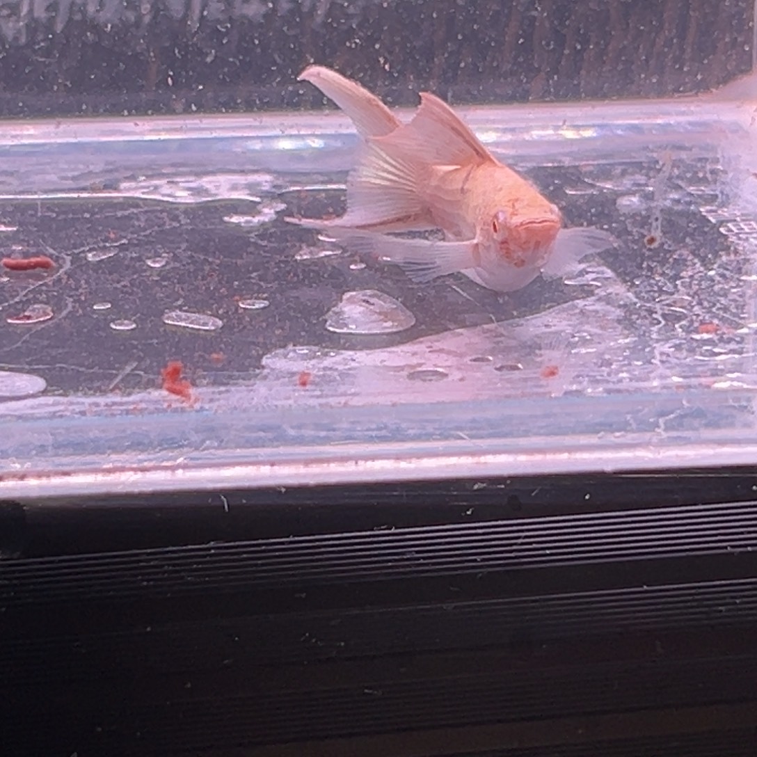 孔雀鱼玛丽鱼一条