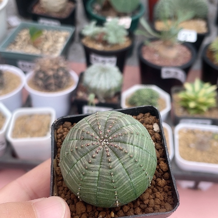 832布纹仙人球植物