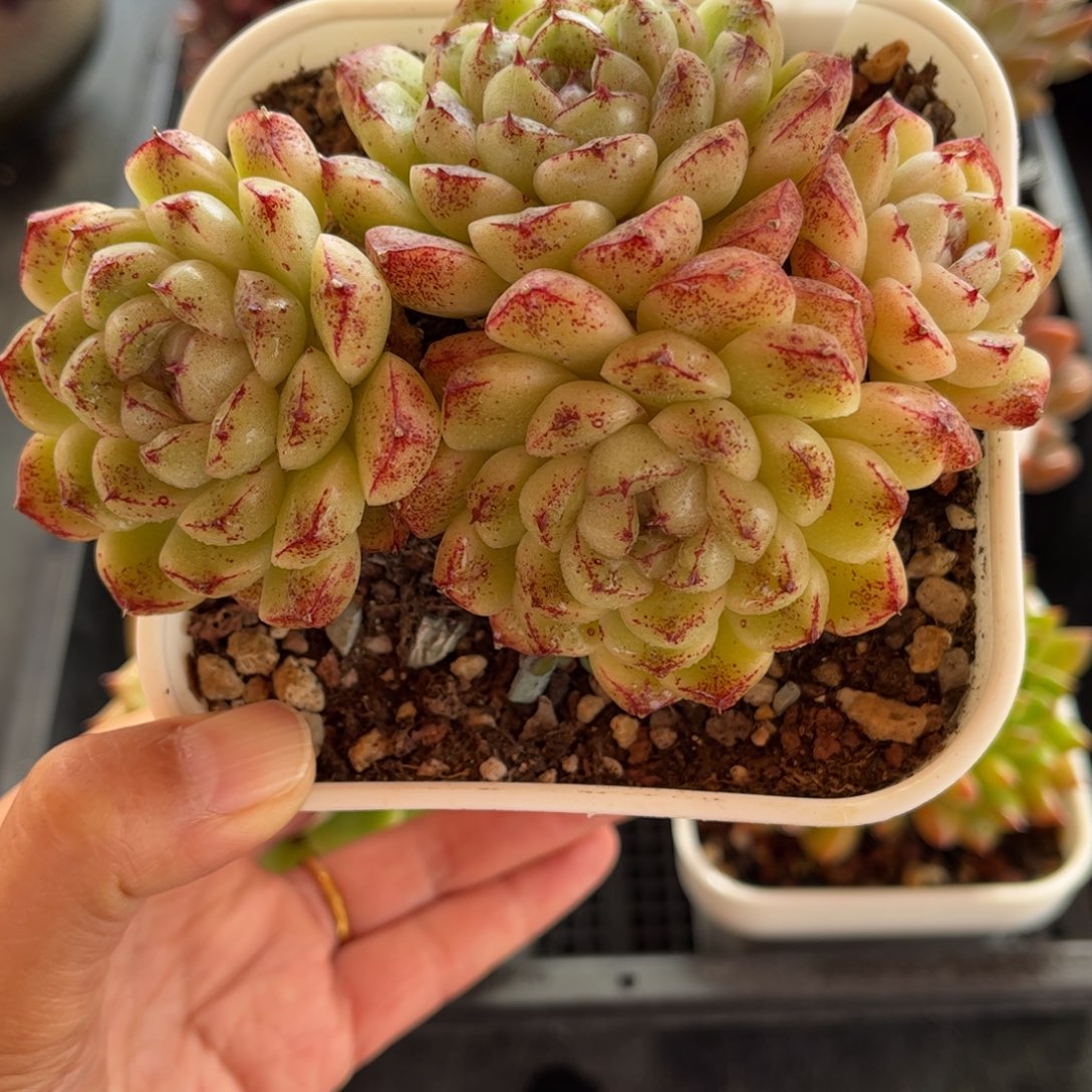 多肉植物0499 满30包邮