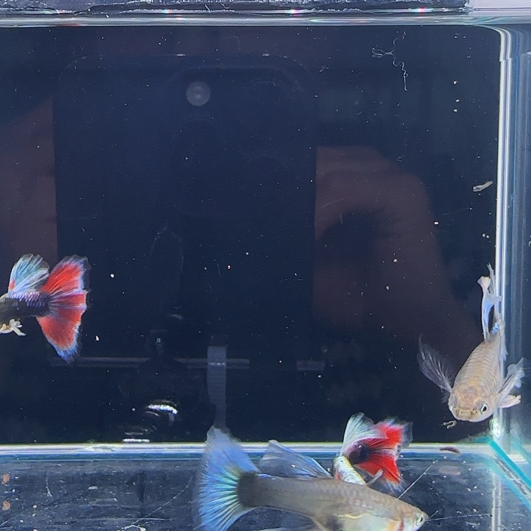 孔雀鱼蓝礼服灯笼绣球压成2对，跑红公