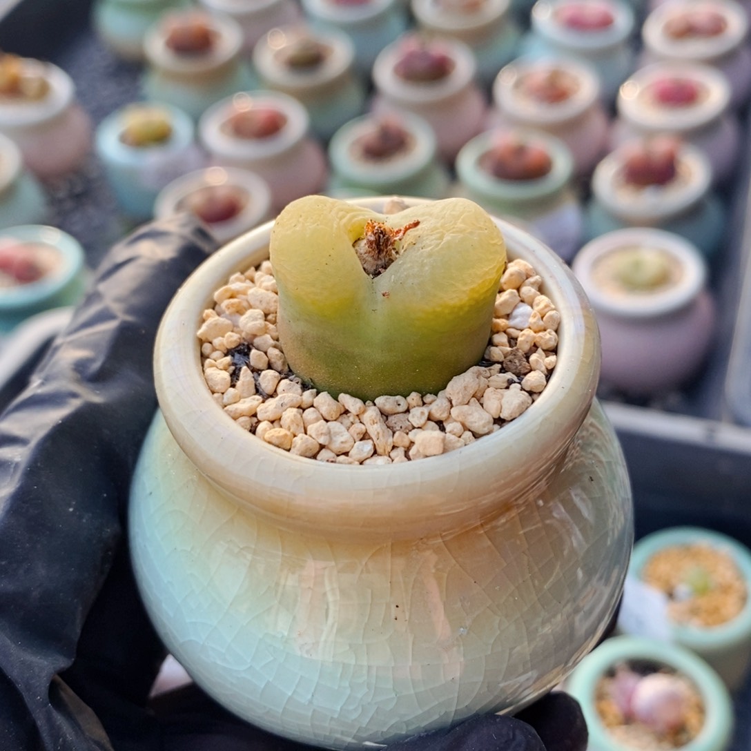 4314--一物一拍 带盆