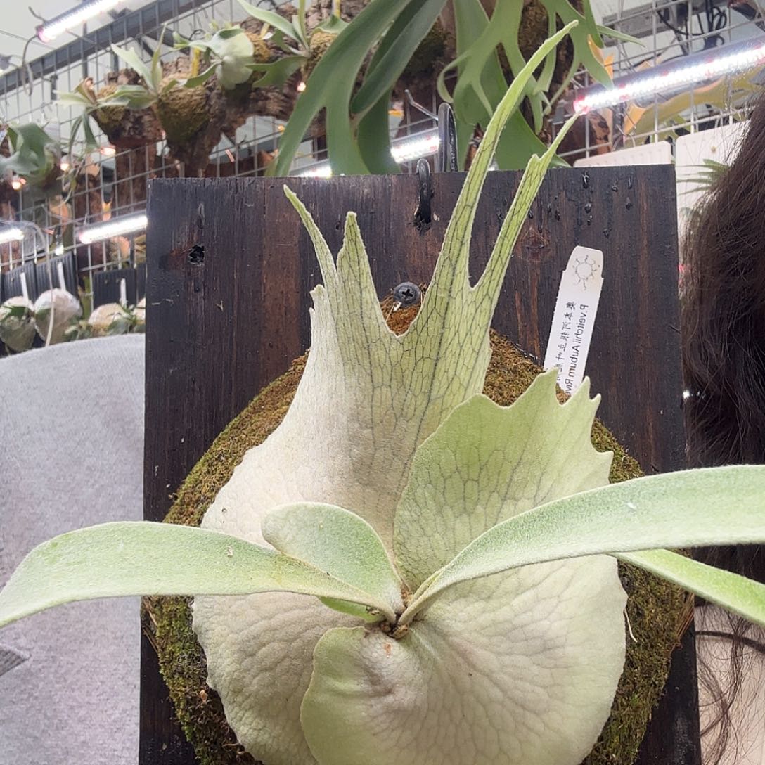 无花朵ar奥本河鹿角蕨