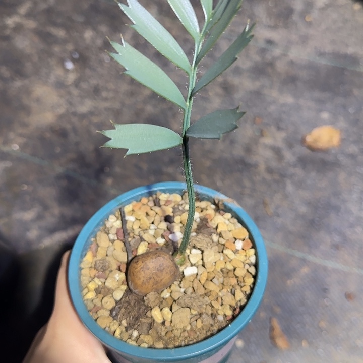 铁树多肉植物多肉植物