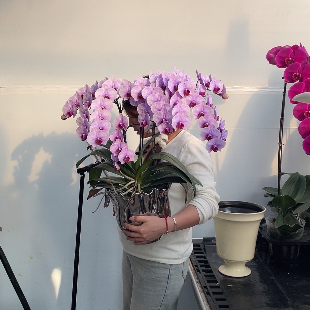 无花朵杭州美人马卡龙紫色