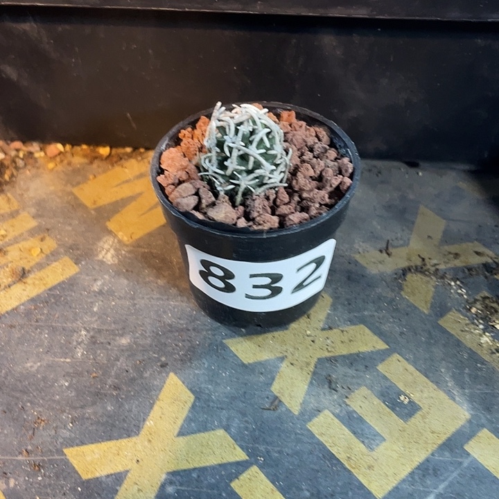 罗***四832飞鸟狂刺仙人球