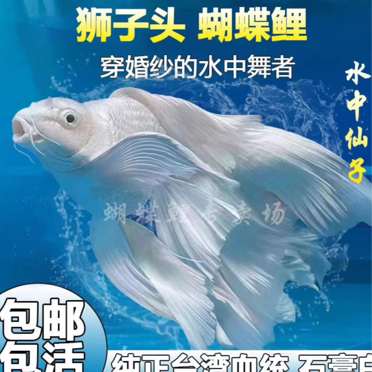 【15-20公分】短球白色蝴蝶鲤精品渔场蝴蝶鲤鱼好养混养观赏鱼