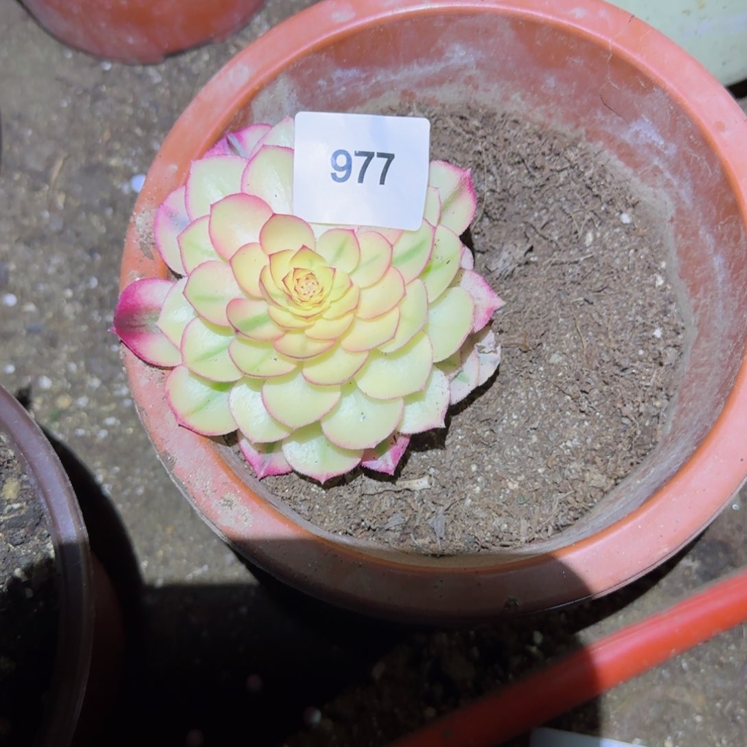 倾城法师多肉977