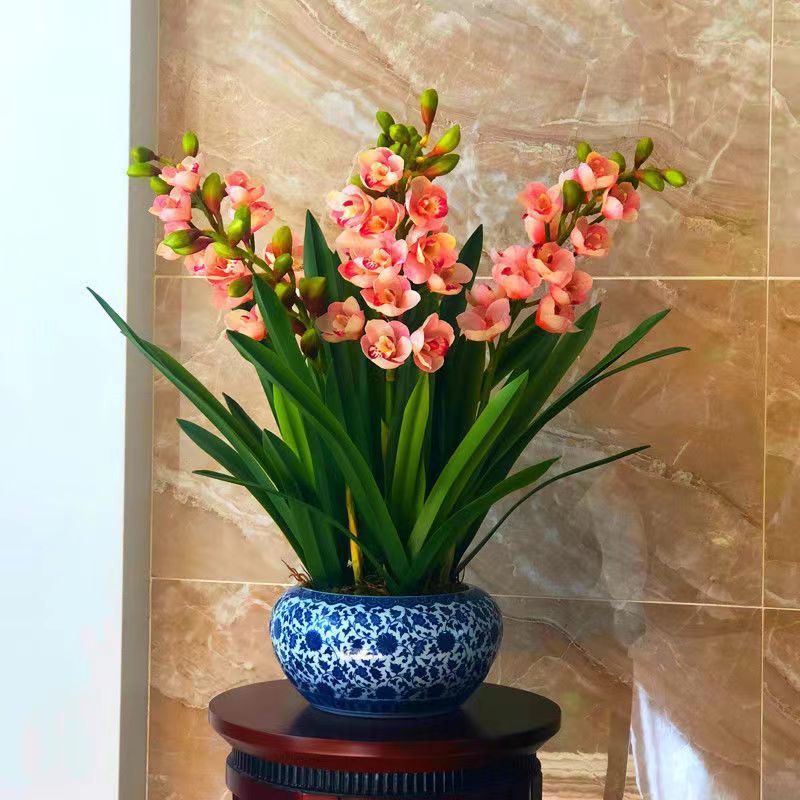 墨兰大将军大花惠兰花苗浓香多花四季开花室内阳台盆栽花卉绿植物