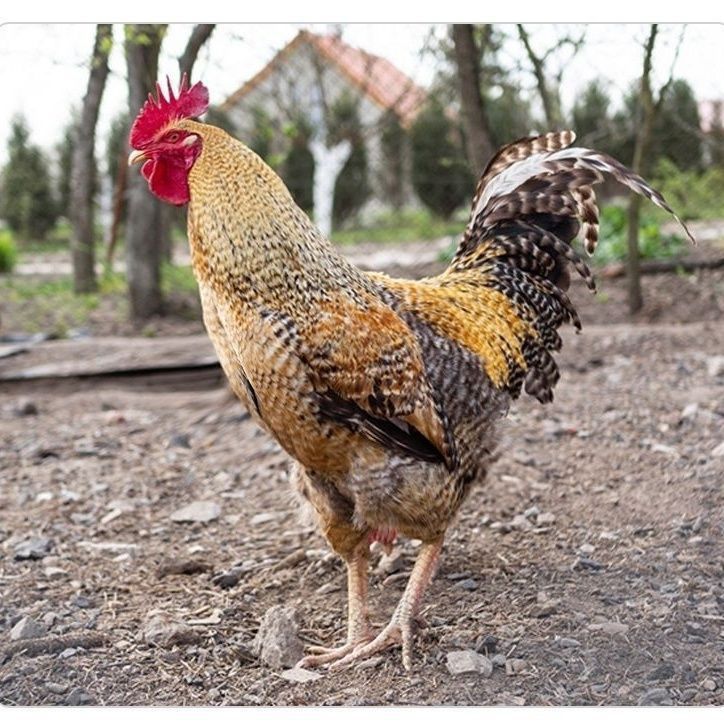 【2大只花柴】公母可选散养240天林间放养肉质鲜嫩京东包邮